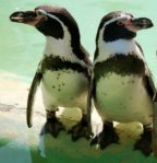 penguin_pair