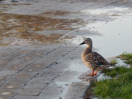 Saint Mary's Park 012