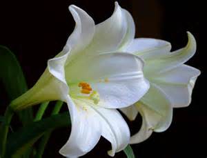 white lilies