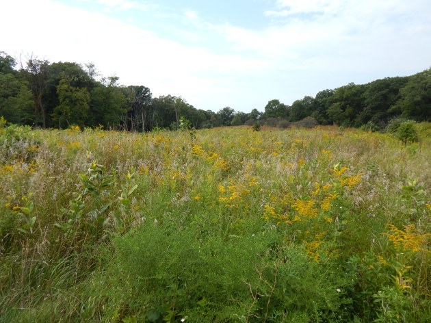 Open prairie meadow