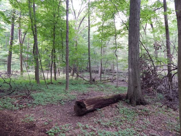 Woodland Interior #1