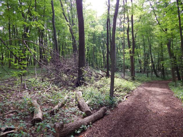 Woodland Interior #2