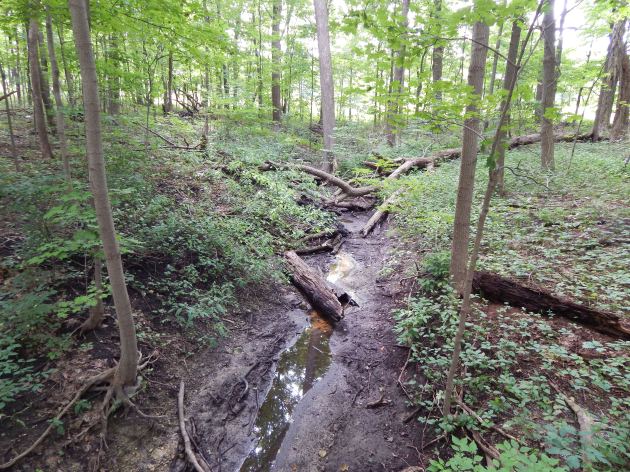 Woodland Interior #3