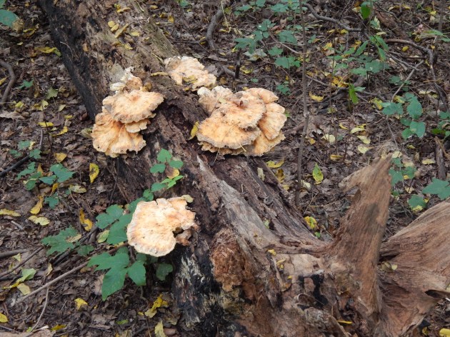 Mushrooms a la dead tree