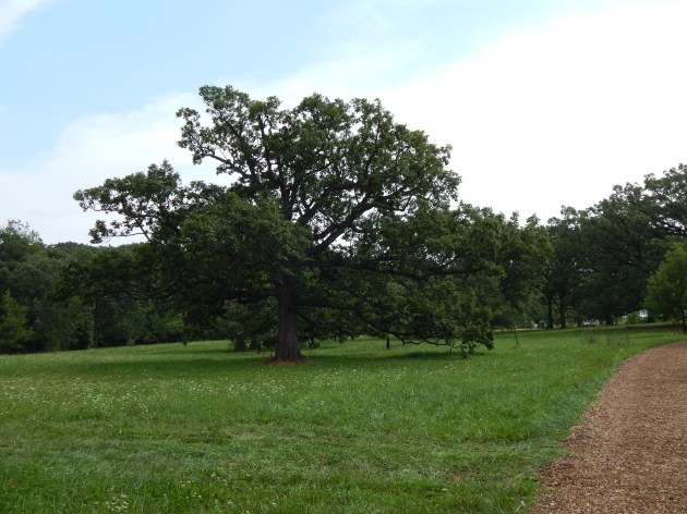 Morton Arboretum 9-5-2015 SP29