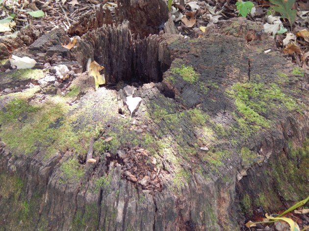 Homage to Eliot Porter