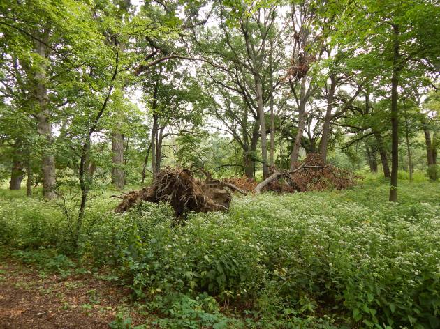 "if a tree falls in the forest..."