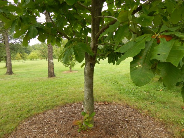Japanese tree? How multicultivating!