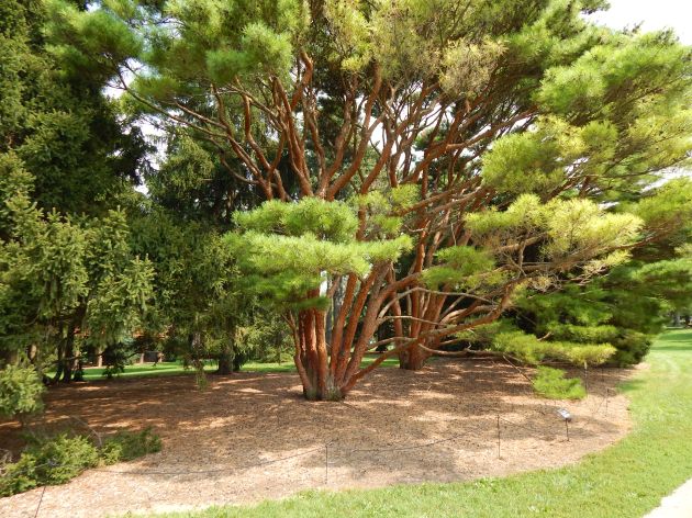 Tanyosho Pine-Japanese Red Fir