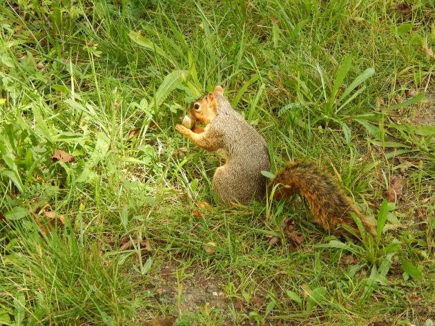 This little fellow wouldn't gie me his name. He had a mouthful of acorn.