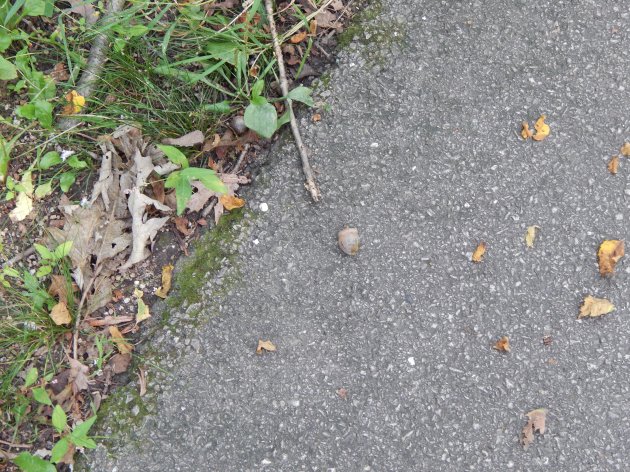 Acorn on the lookout for squirrels.