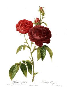 Rosa_gallica_purpuro-violacea_magna