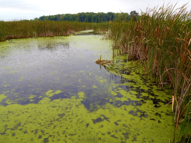 Horicon Marsh - photosynthetic algae ©Ann Johnson Kingdom Venturers