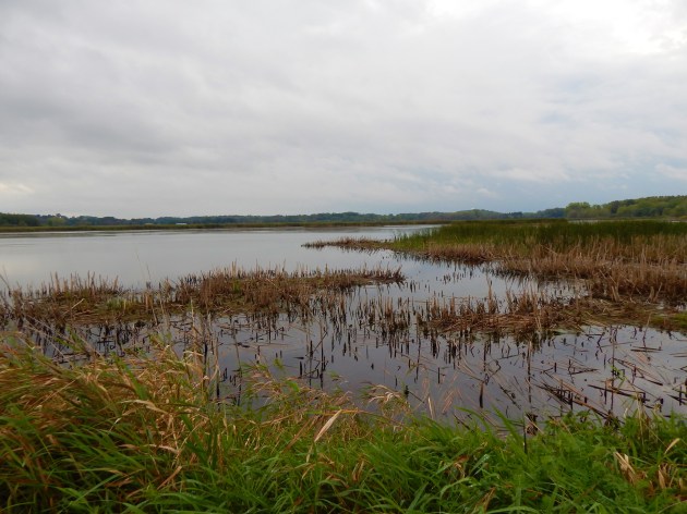 Horicon Marsh facing SW ©Ann Johnson Kingdom Venturers