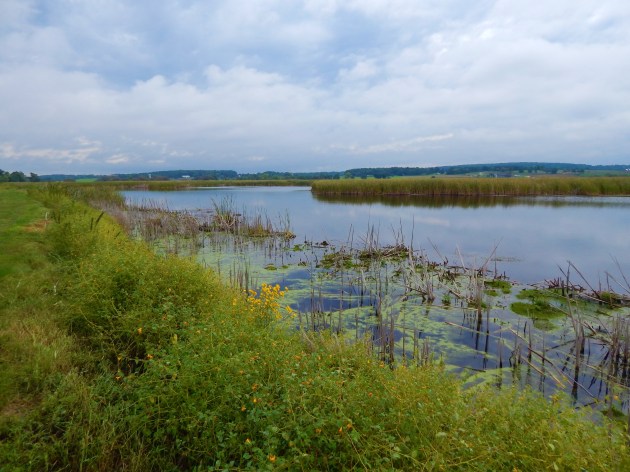 Horicon Marsh mid-morning ©Ann Johnson Kingdom Venturers