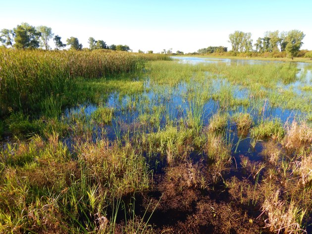 Horicon Marsh